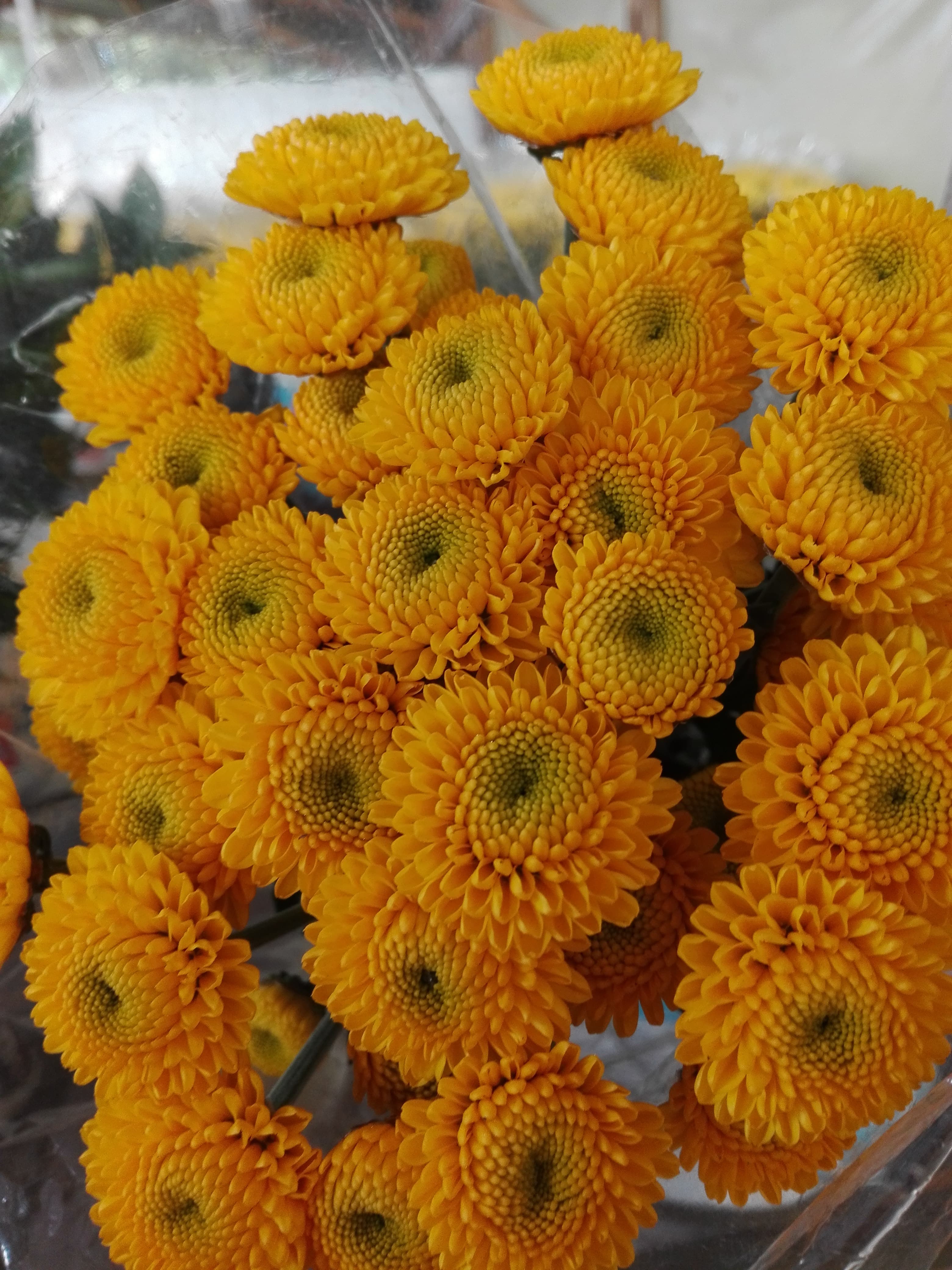 Pompon Yellow Button Paintball