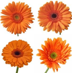 Gerbera Orange 50 Cm