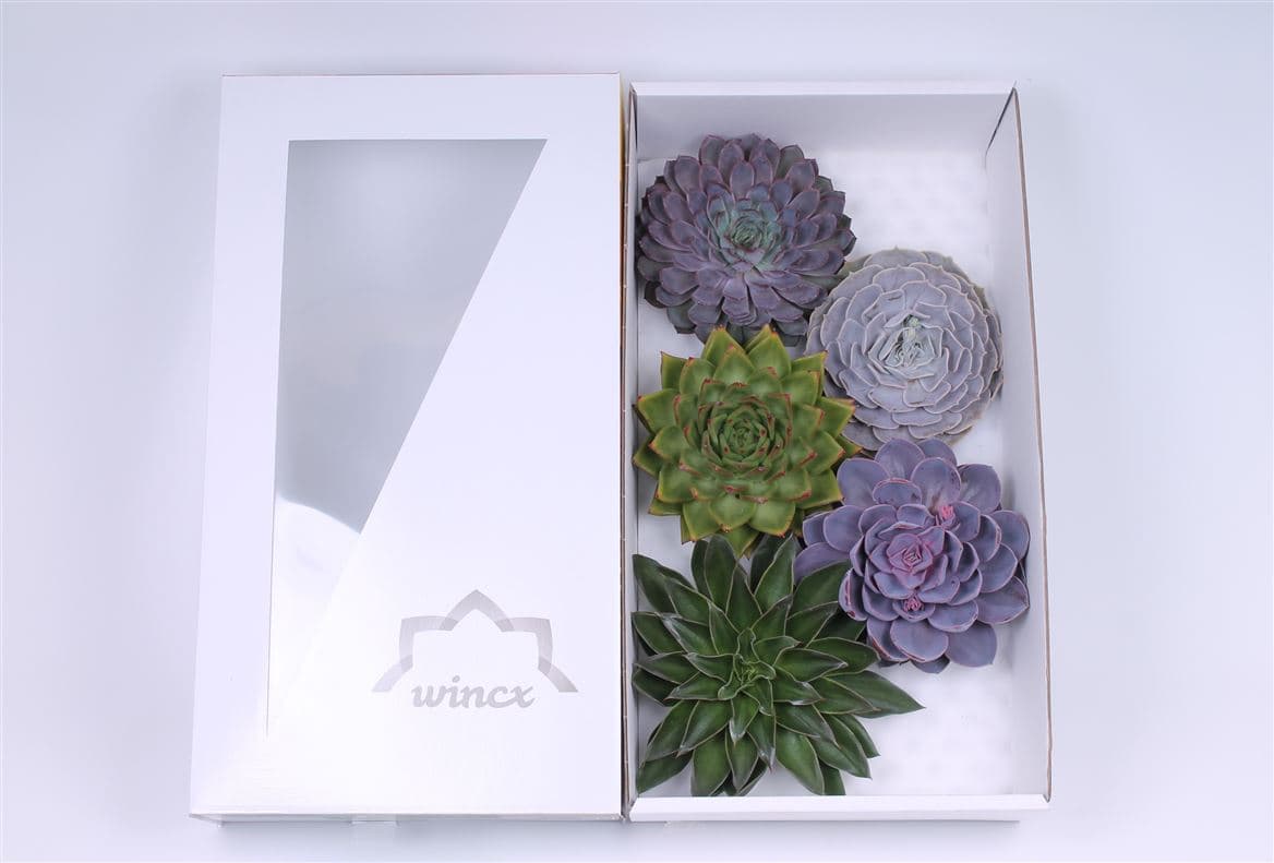 Echeveria Assorted 16 Cm