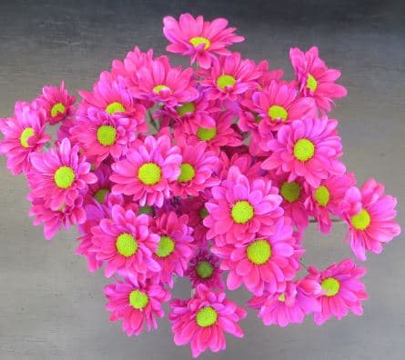 Pompon Memphis Daisy Purple