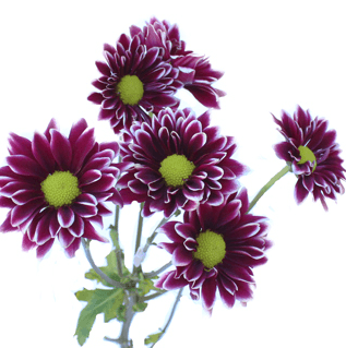 Pompon Handsome Daisy Purple Bic 7 St