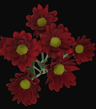Pompon Nerello Daisy Red