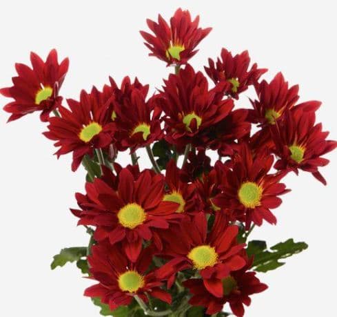 Pompon Daisy Valentino Red