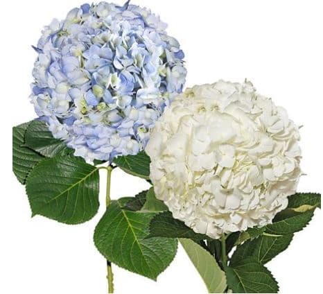 Hydrangea White & Blue Mix Select 16 Cm