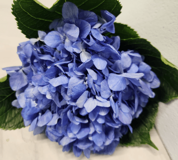 Hydrangea Blue Dark Shocking Select 16-18 cm