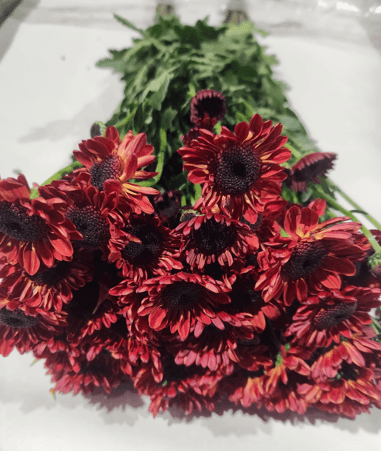Pompon Nov Sundi Red