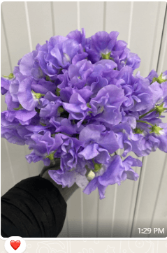 Sweetpea Sora Lavender 35 Cm Ec
