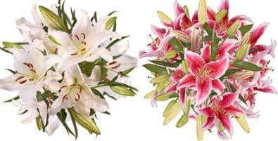 Lily (Oriental) Asst Mix White & Pink 3/4 BL