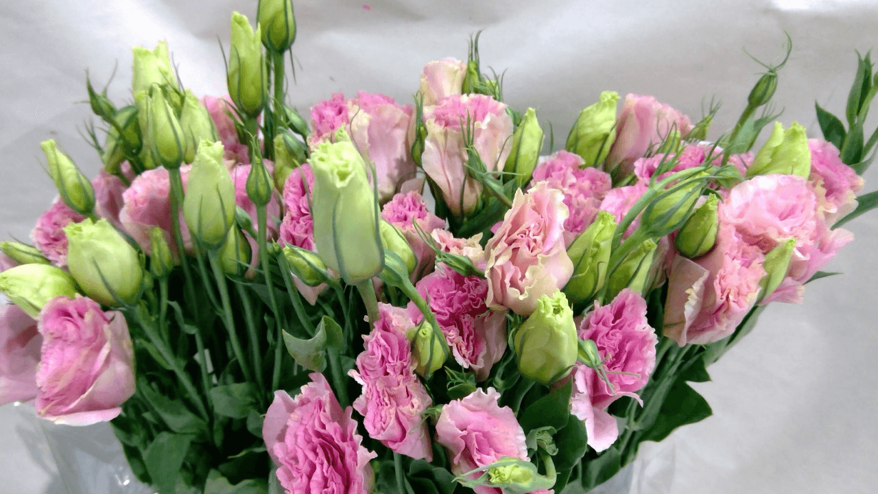 Lisianthus Pink 50/55 cm EC