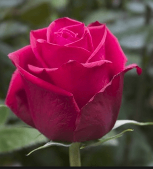 Rose Brave Dark Hot Pink 70 Cm
