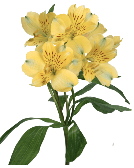 Alstro Voyager Yellow Fancy