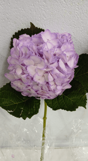 Hydrangea Tint Lavender Light 16 Cm Select