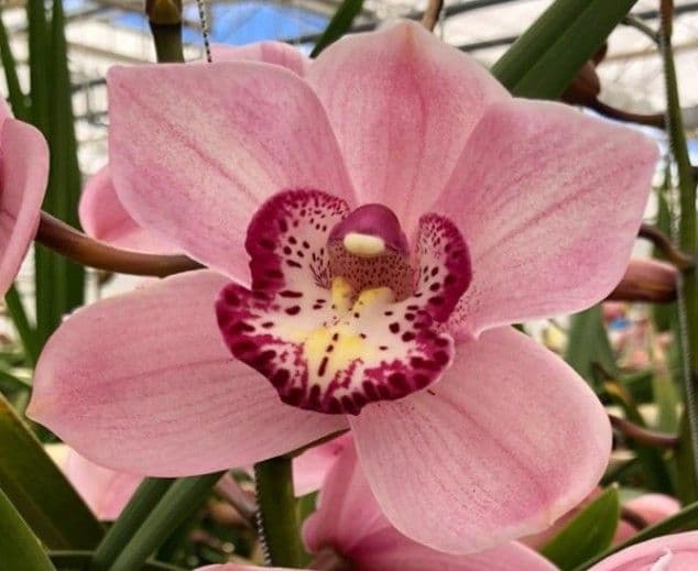 Cymbidium Briljant Pink Light 8/11 Bl