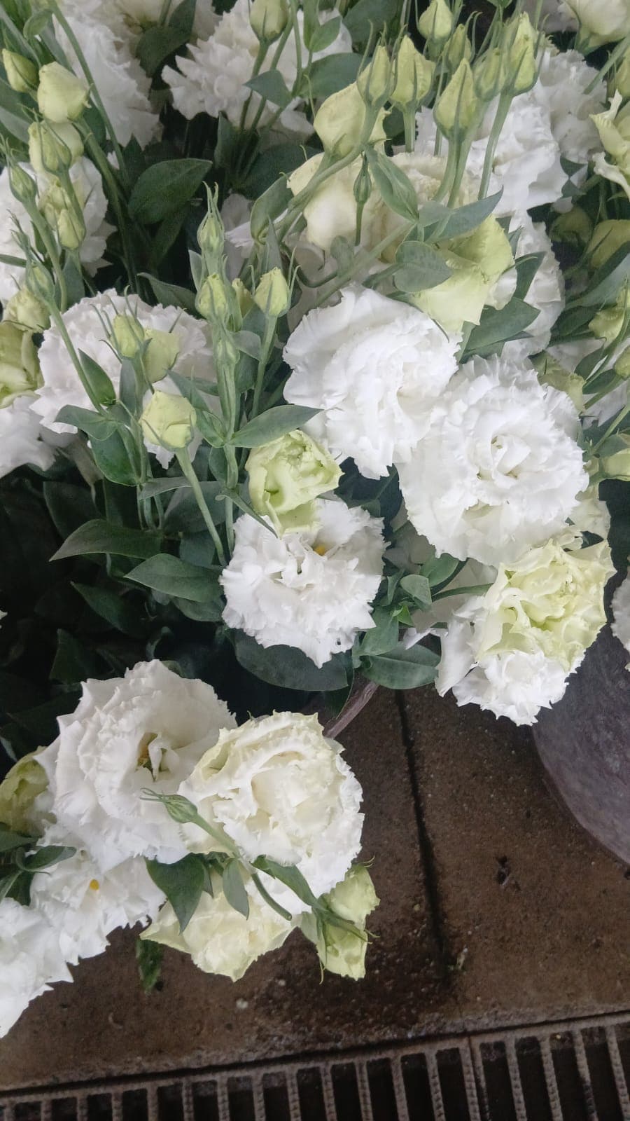 Lisianthus White Voyage 5st (HUGE) 70 cm