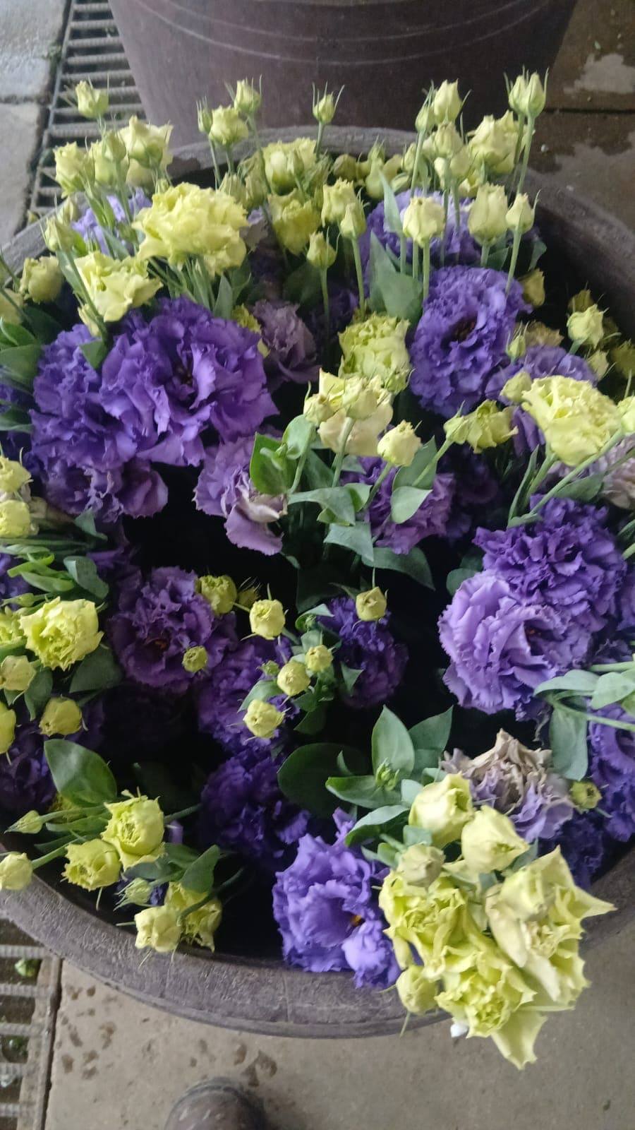 Lisianthus Voyage 5st (huge) Blue Purple 60 Cm