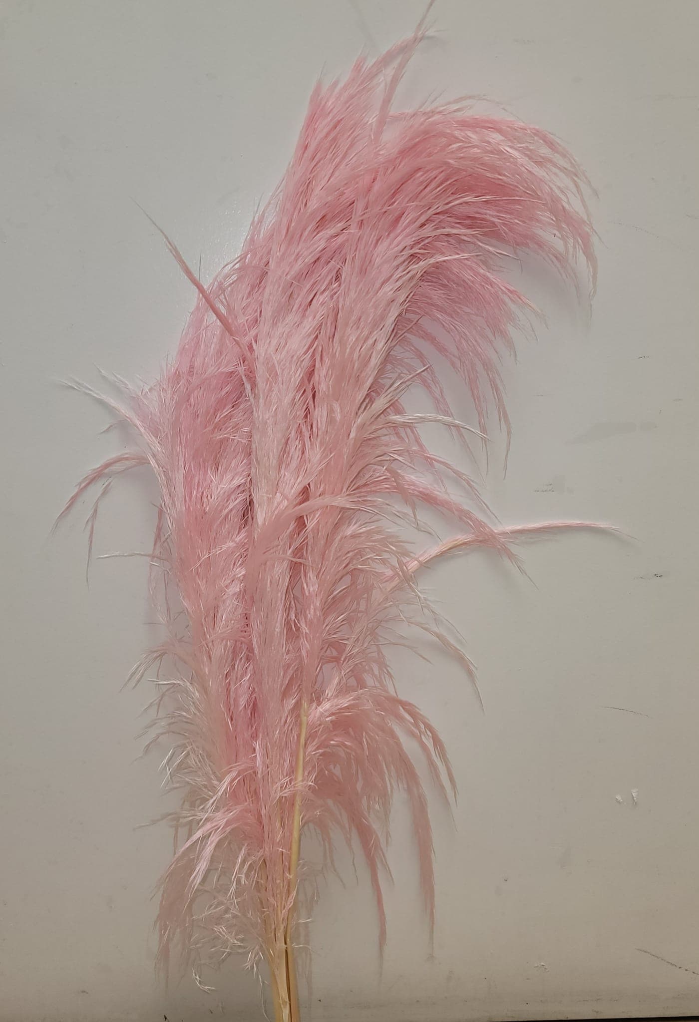 Pampas Grass Silky Premium 10st Pink Light 80/90 Cm Ec