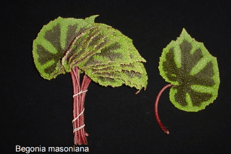 Greens Begonia Iron Cross 20/30 Cm