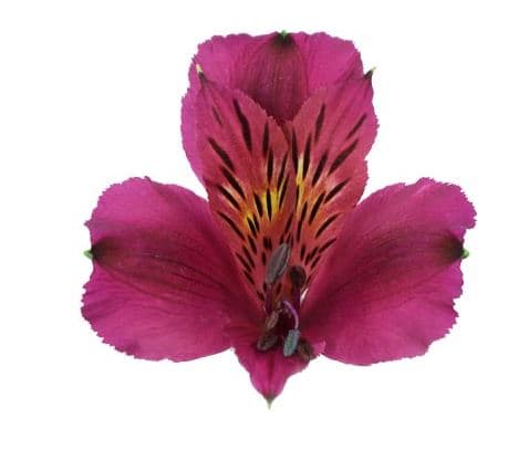 Alstro Napoli Purple Perfection 80 Cm Netted