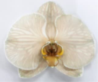 Orchid Phalaenopsis Chocolate Dyed 8 Bl Tw Dy/cha