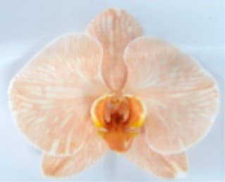 Orchid Phalaenopsis Apricot Dyed 8 Bl Tw Dy/apc