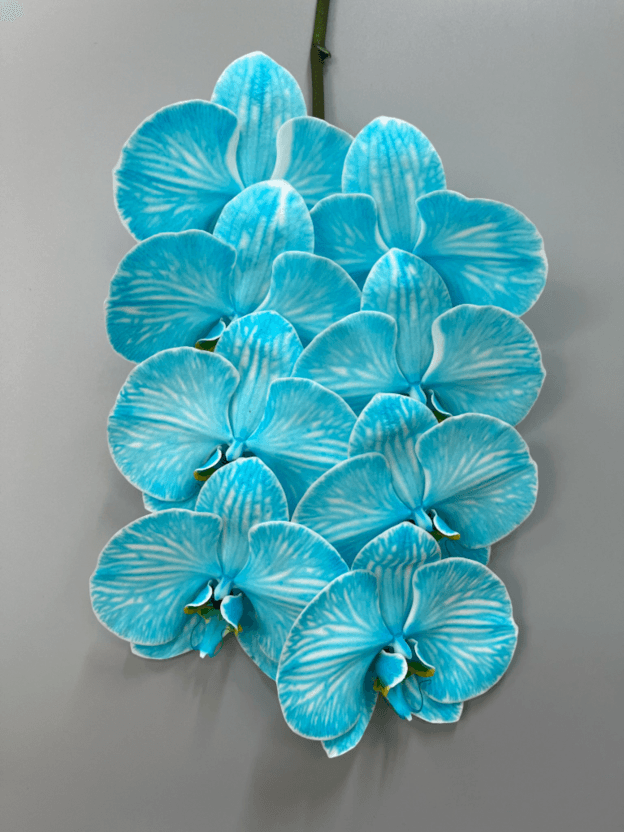 Orchid Phalaenopsis Blue Dyed 9 Bl - Tw Dybu