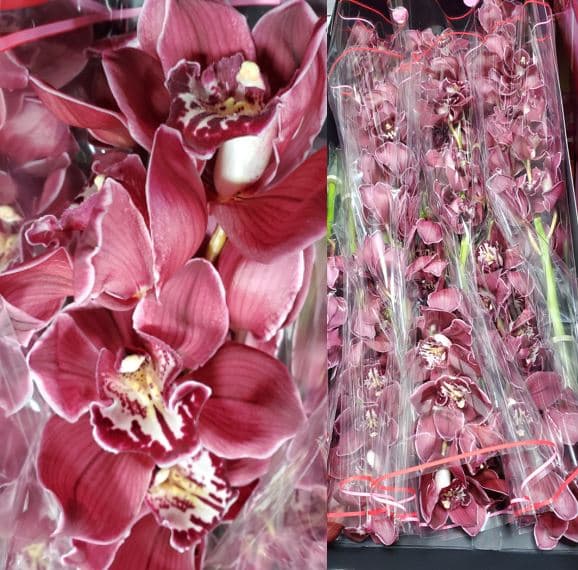 Cymbidium Ferrari Red Burgundy 12/15 Bl 80 Cm