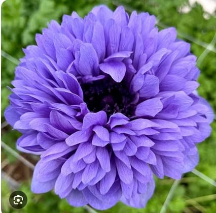 Anemone Levante Azzurro Lavender Purple 30/35 Cm