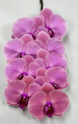 Orchid Phalaenopsis Salmon Pink 7/8 Bl 573a