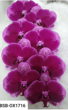 Orchid Phalaenopsis Bsp Purple Bic 7/8 Bl Tw Ox1716