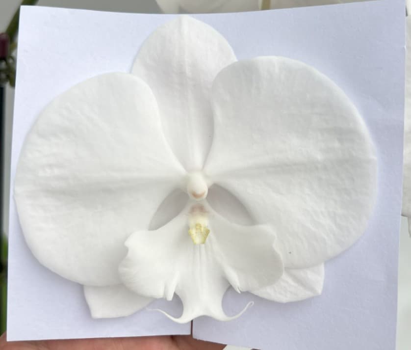 Orchid Phalaenopsis Big Lip White 7-9 Bl (pure Lip) Tw