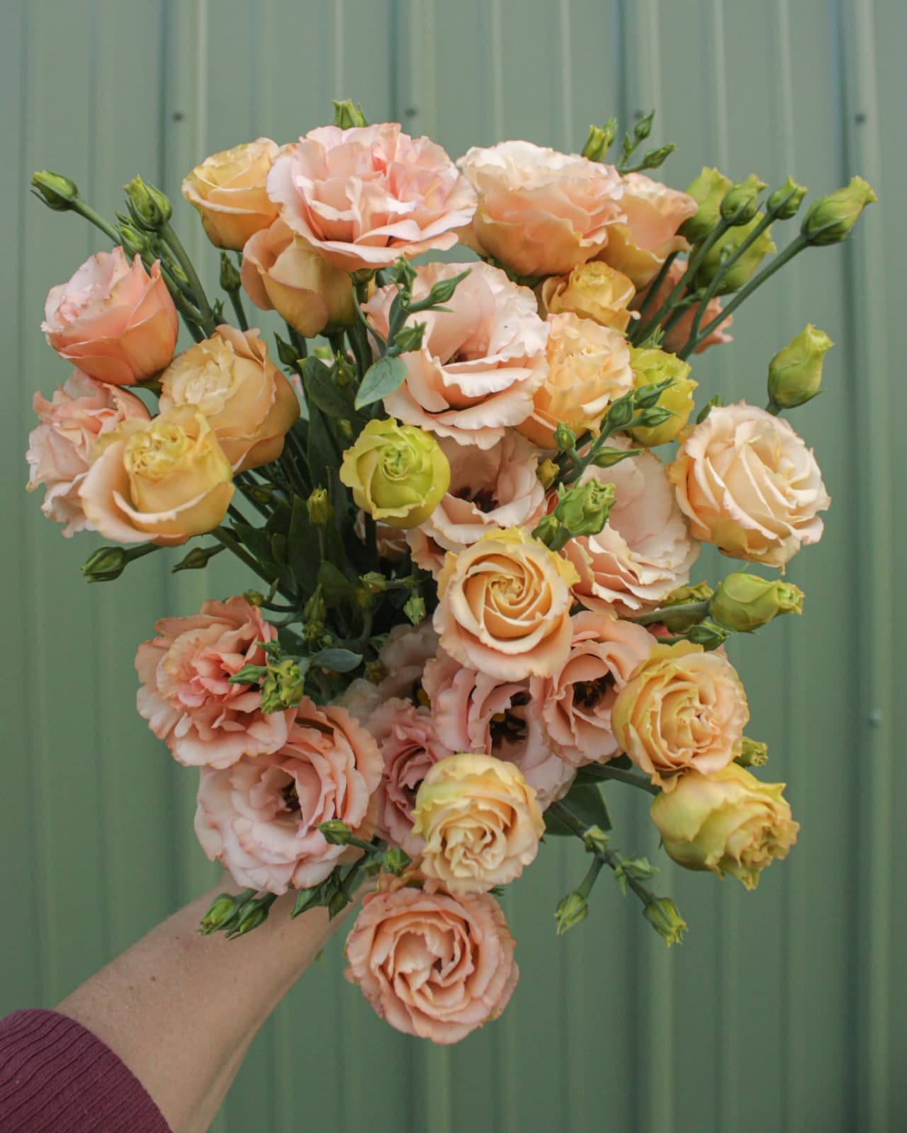 Lisianthus Apricot Peach Double Sabrina Orange 70 cm