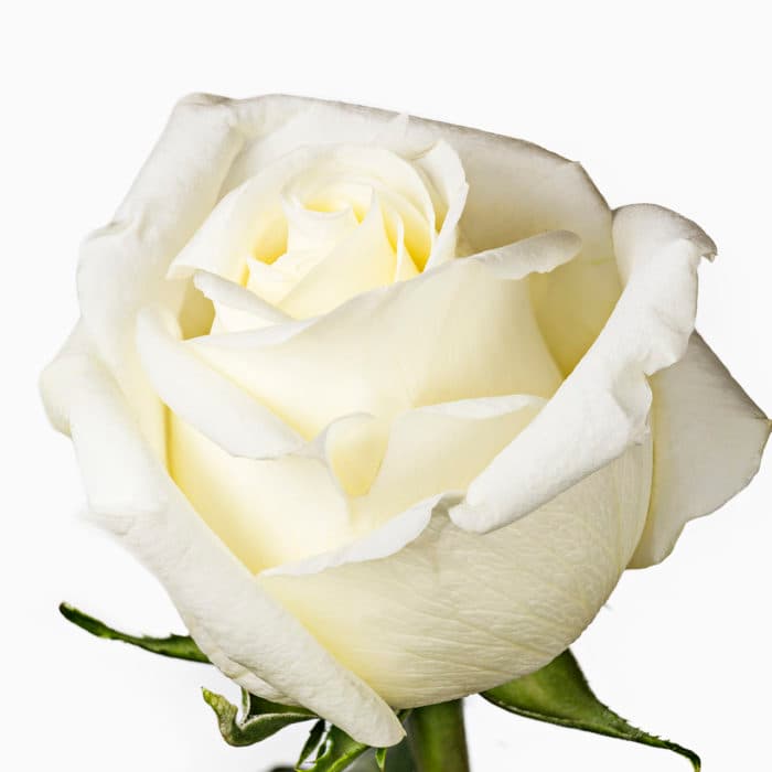Rose Chocolate White Cream 50 Cm