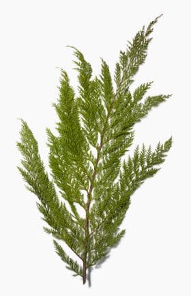X-mas Western Red Cedar Greens 20-2#