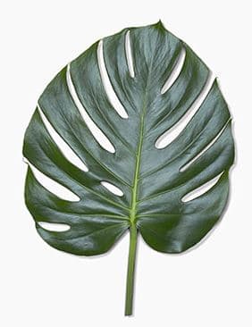 Monstera Leaves Medium 10-12'' Fla