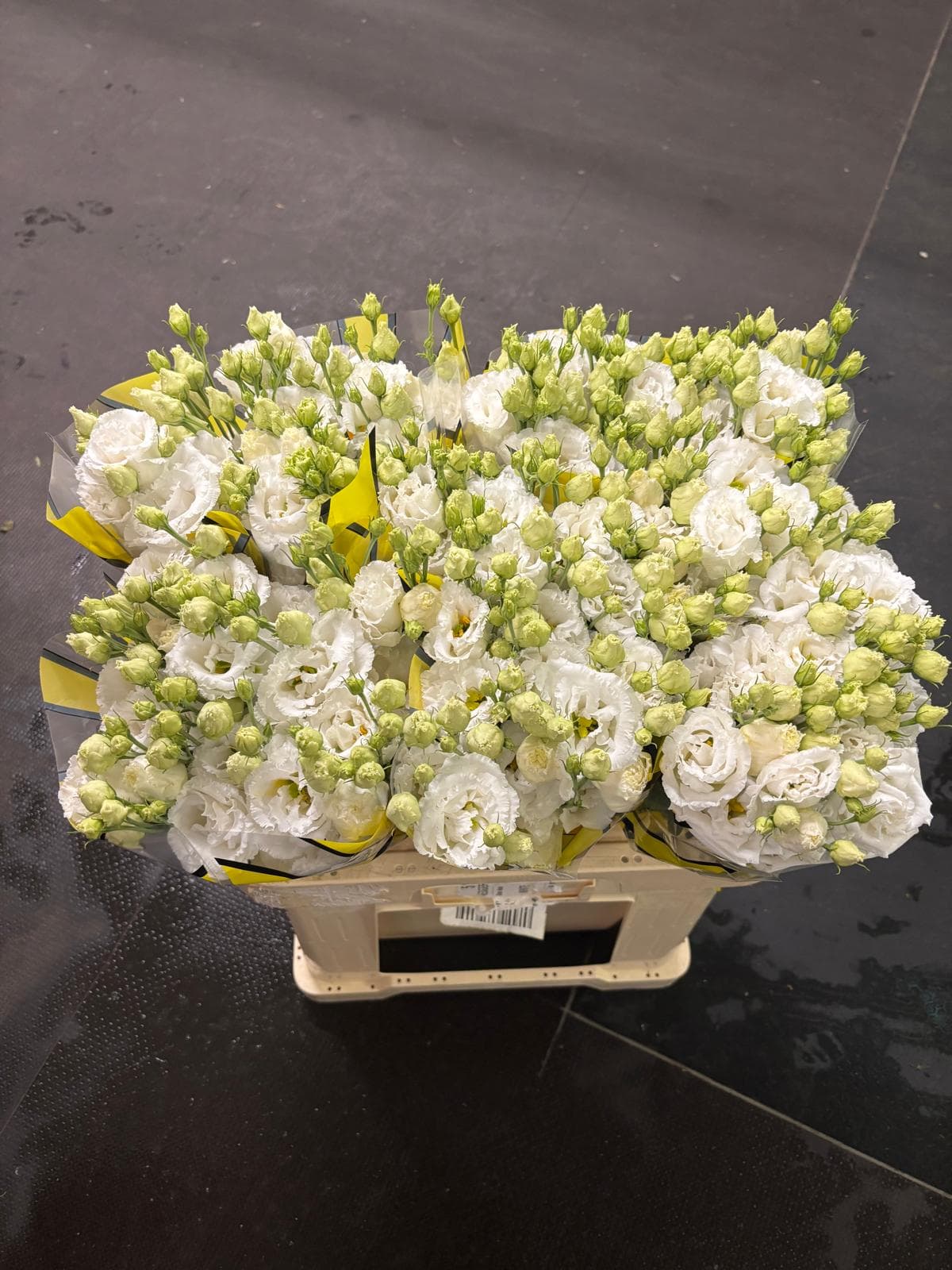 Lisianthus White Alissa Double 60 cm