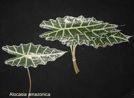 Greens Alocasia Amazonica Peru Skeleton Leaf