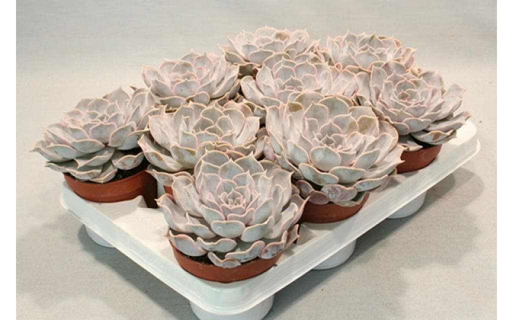 Echeveria Grey Prince Grey 8.5 Cm