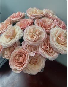 Rose Felicity Peachy Pink 60 Cm