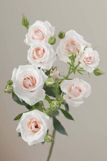 Rose (spray) Champagne Majolika Cream Blush 40 Cm