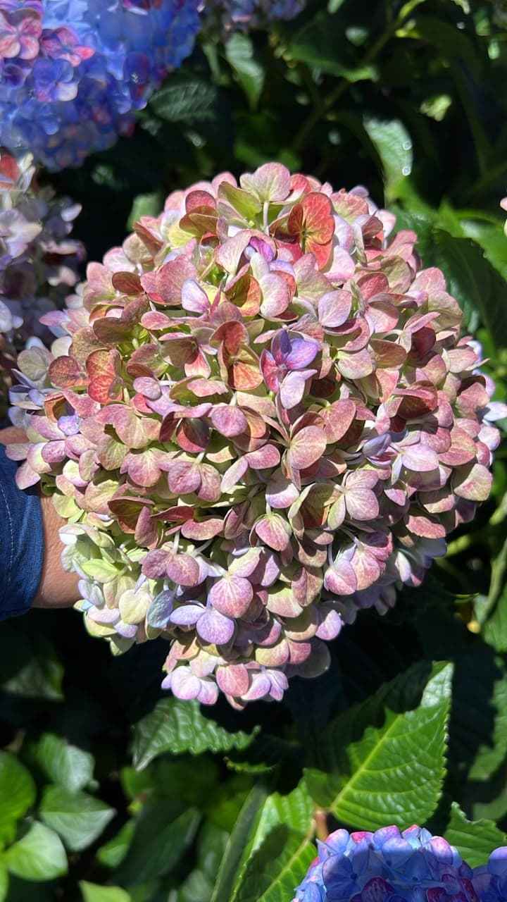 Hydrangea Lavander Antique Bic Premium Col