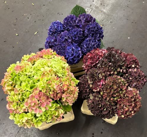 Hydrangea Dutch Assorted Antique 40 Cm