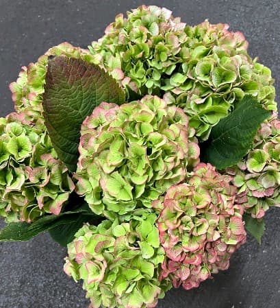 Hydrangea Verena Classic Green Antique Bic 40 Cm Nl