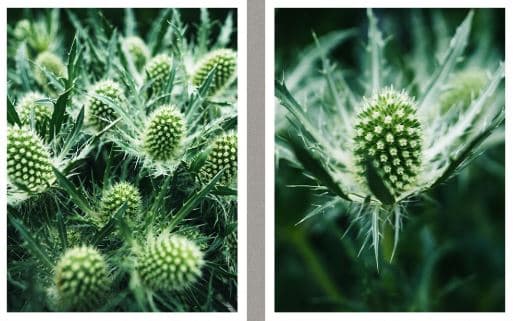 Eryngium Magical Silver Lagoon Green White 50 Cm