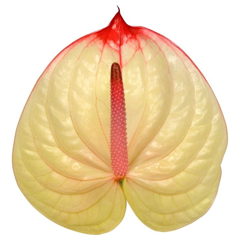 Anthurium Kaseko Cream Champagne Medium No Credit Own Risk