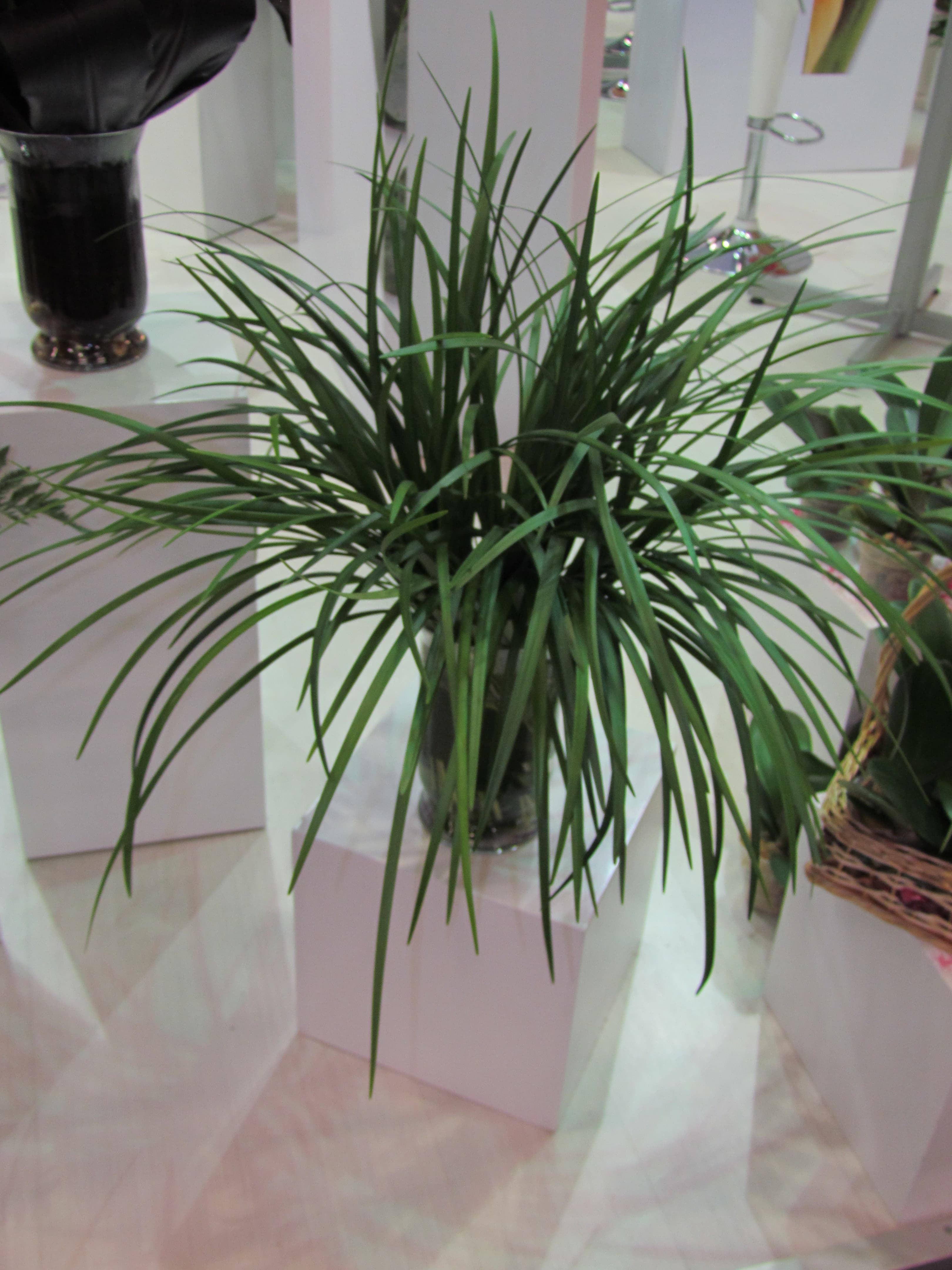 Lily Grass Assorted