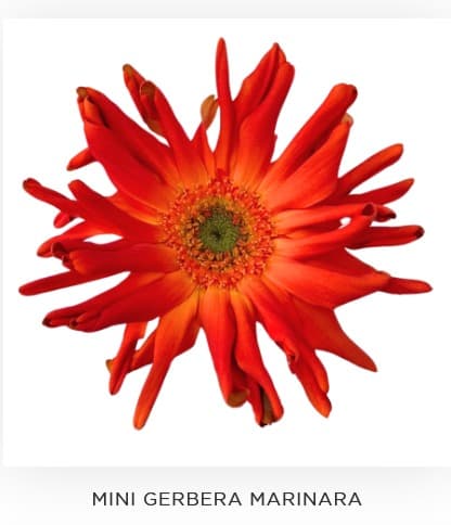 Gerbera Marinara Orange