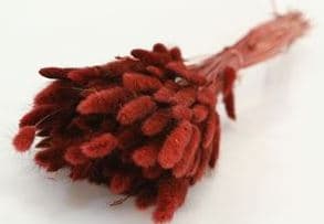 Preserved Lagurus Bunny Tail Burgundy 60 Cm