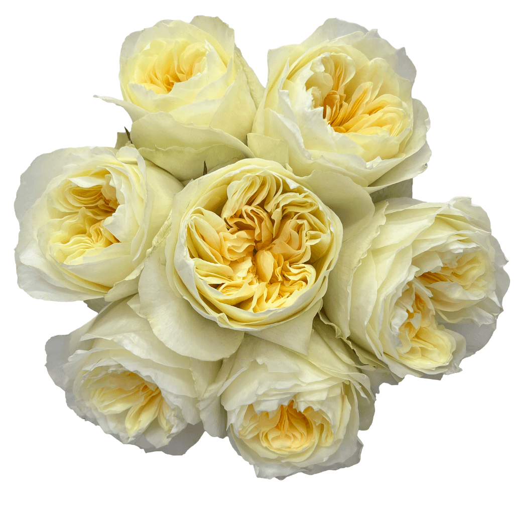 Rose (garden) Antonia's Garden Cream Yellow Lt 50 Cm