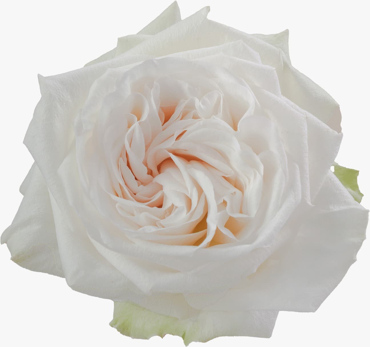 Rose (garden) Ohara White Blush 40 Cm