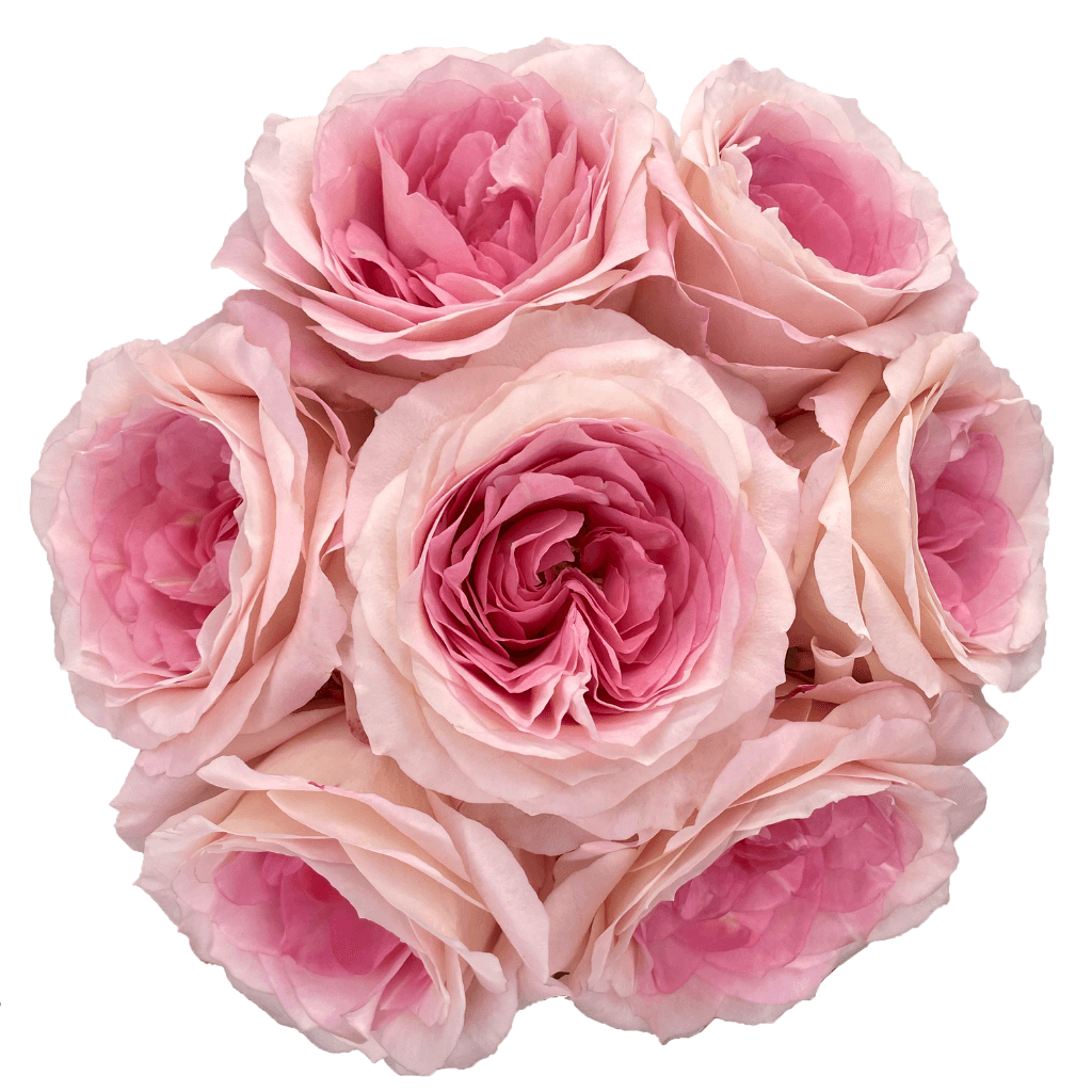 Rose (garden) Bridal Mayra Pink Lt 50 Cm